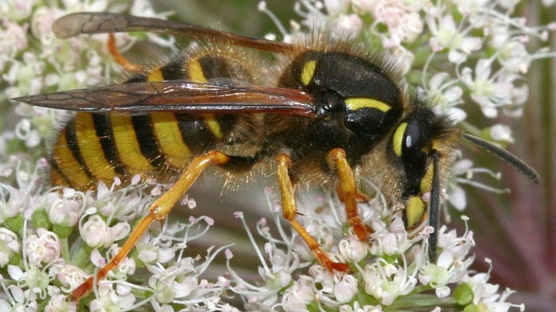 Dolichovespula Sylvestris