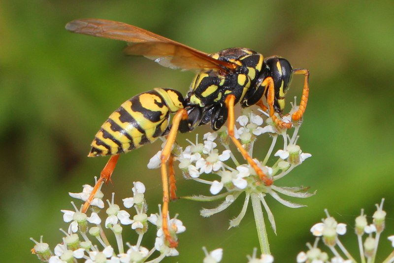 Яд осиный (род polistes),