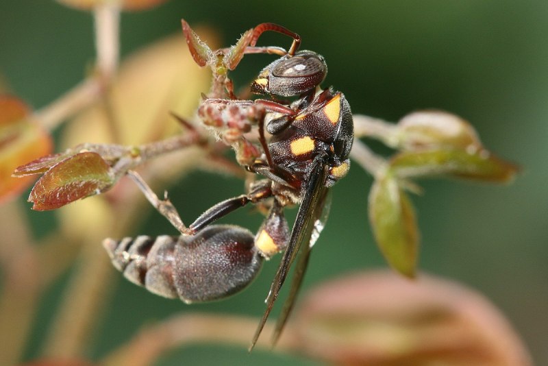 Polistes helveticus