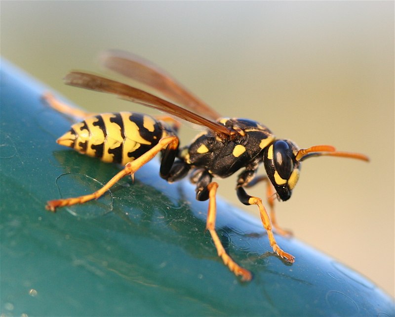 Polistes dominula
