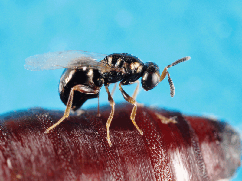 Nasonia vitripennis
