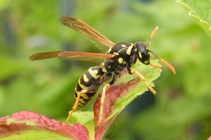 Polistes dominula