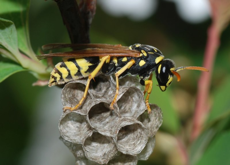 Polistes gallicus