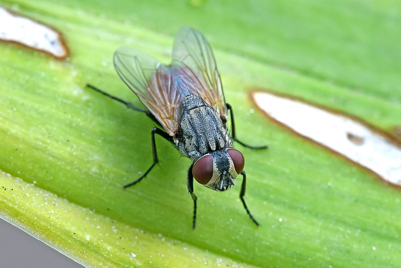 Семейство настоящие мухи (Muscidae)