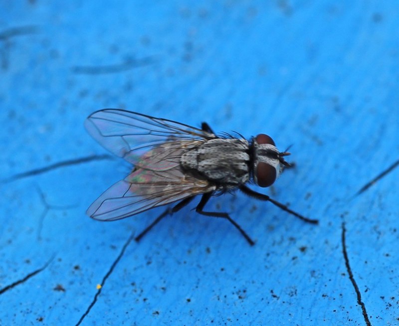Муха Musca autumnalis