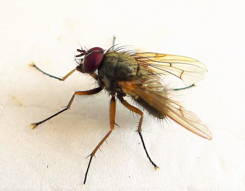 Семейство настоящие мухи (Muscidae)