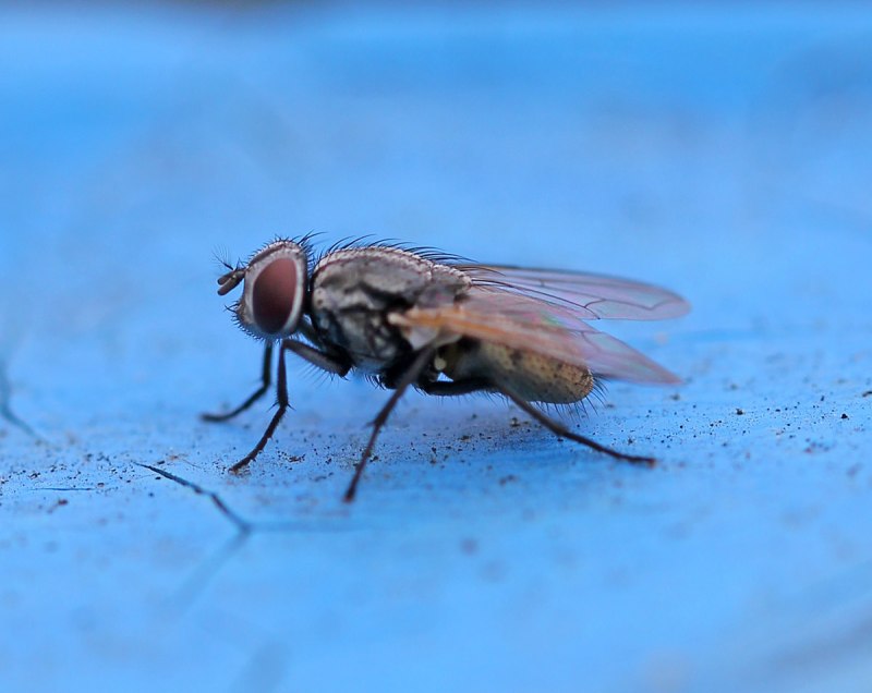 Муха (Musca domestica domestica)
