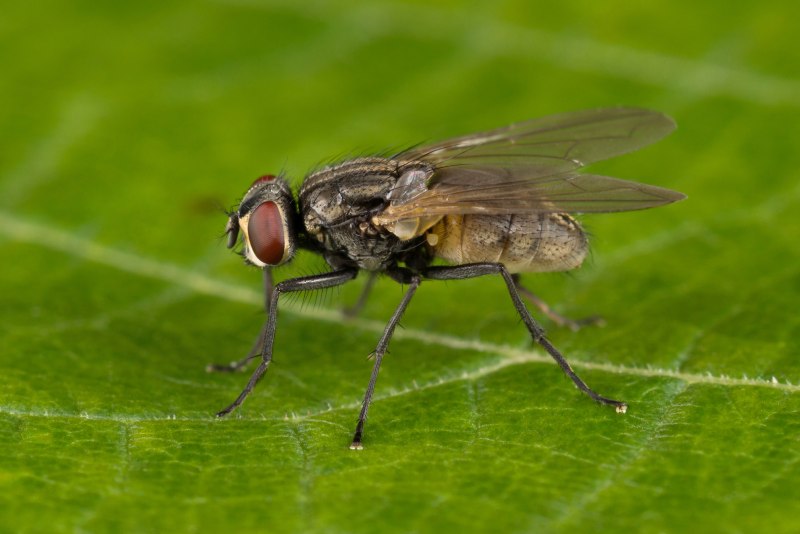 Musca domestica комнатная Муха