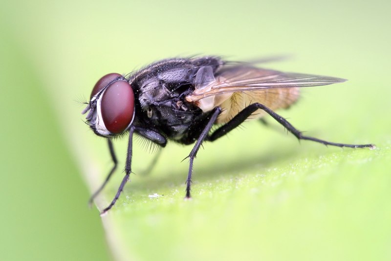 Musca domestica комнатная Муха