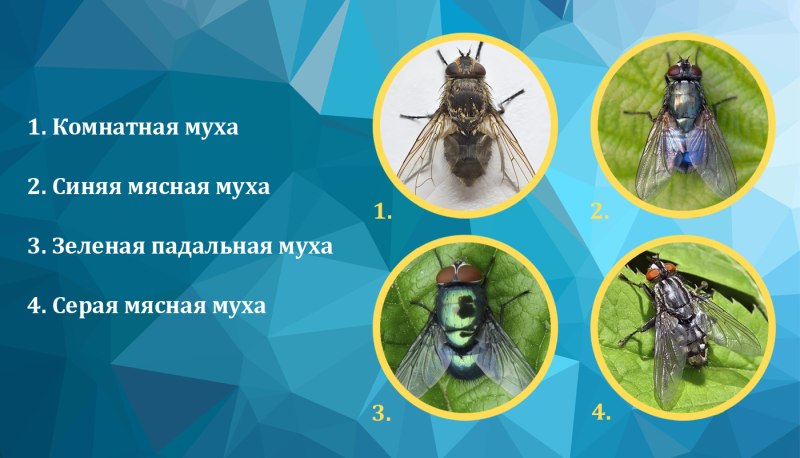 Личинки синантропных мух