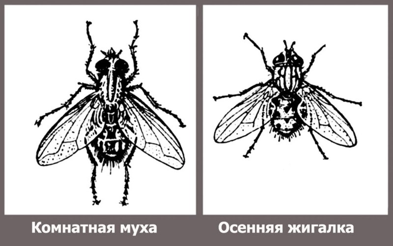 Муха жигалка строение