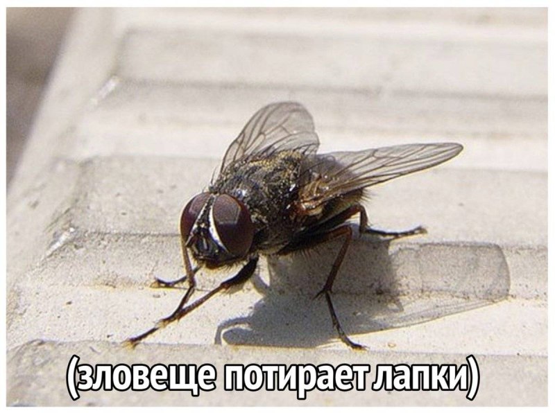 Муха потирает лапы