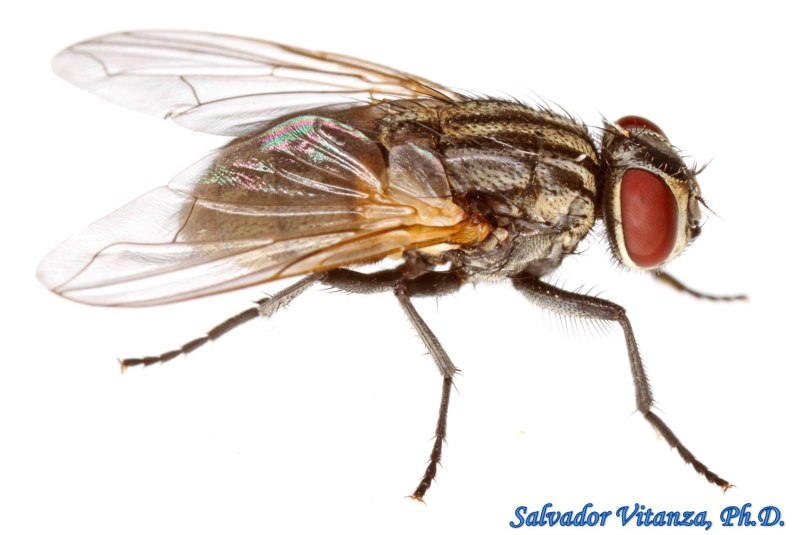 Musca domestica комнатная Муха