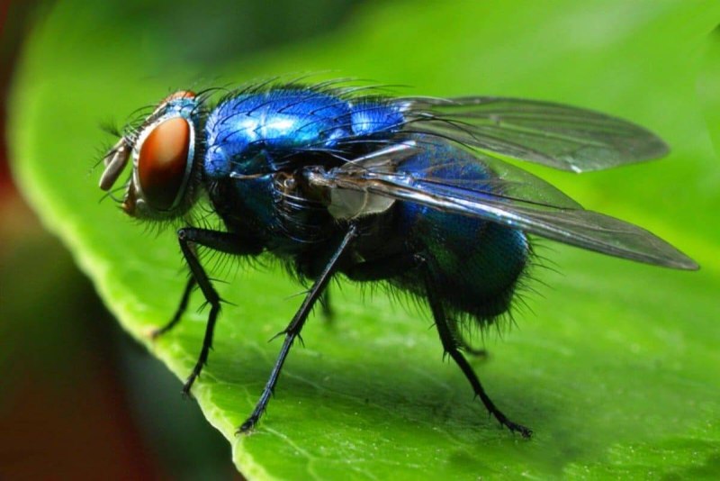 Муха синяя мясная (Calliphora uralensis)