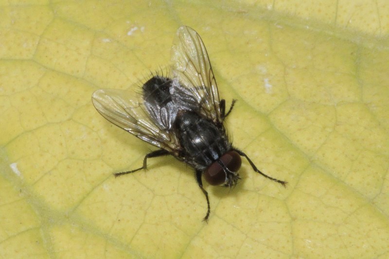 Семейство настоящие мухи (Muscidae)
