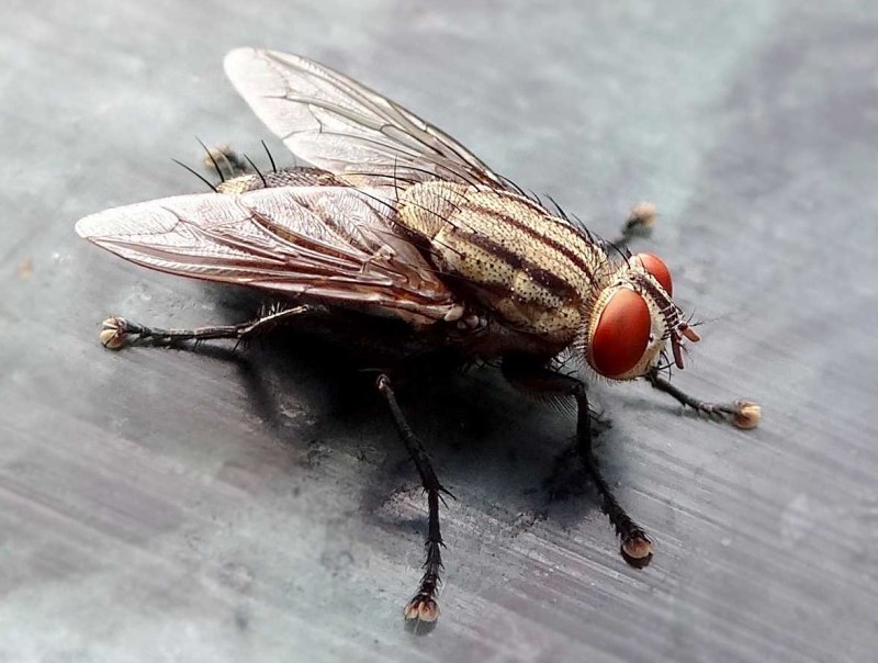 Musca domestica комнатная Муха