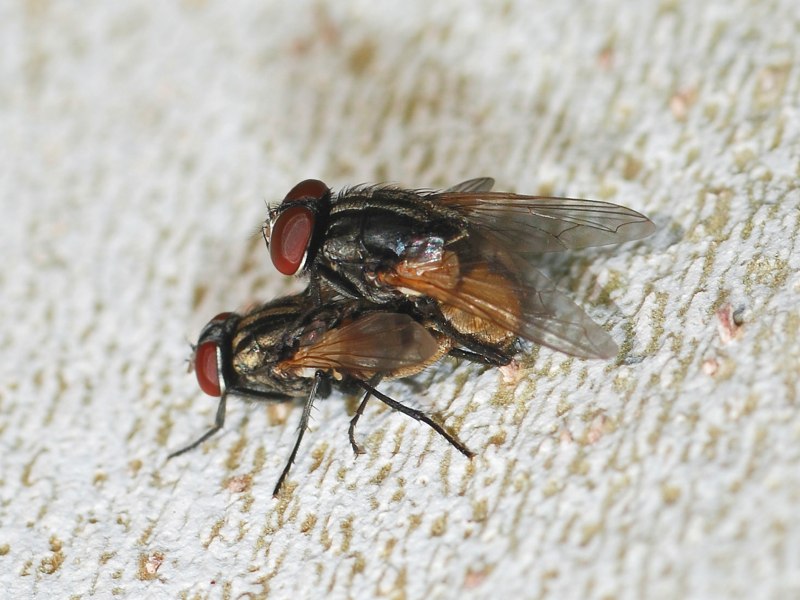 Musca domestica комнатная Муха