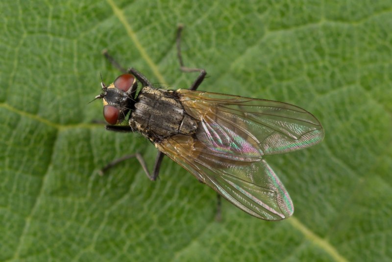 Musca domestica комнатная Муха