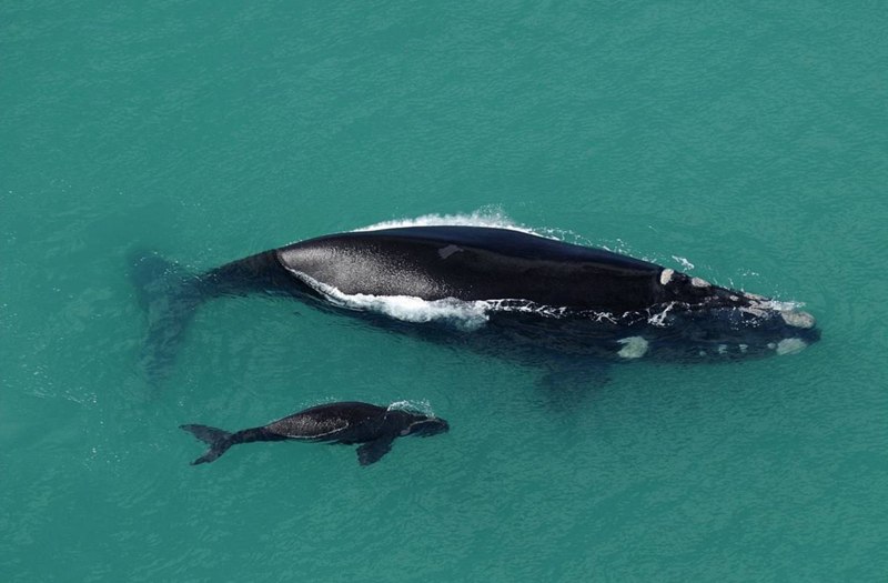 E. Australis Southern right Whale
