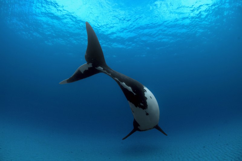Secrets of the Whales Brian Skerry