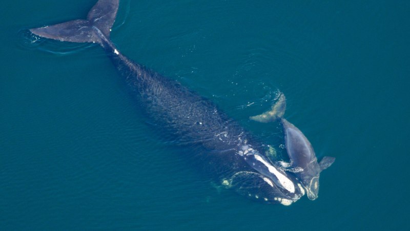 North Atlantic right Whale