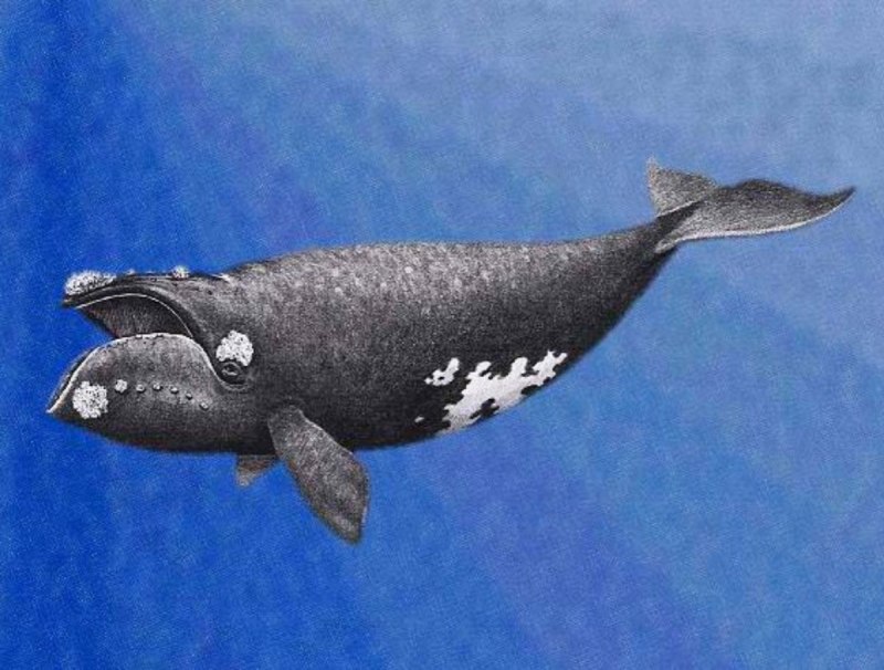 Японский кит Eubalaena japonica