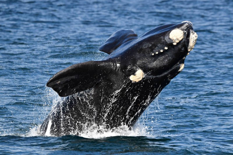 Southern right Whale
