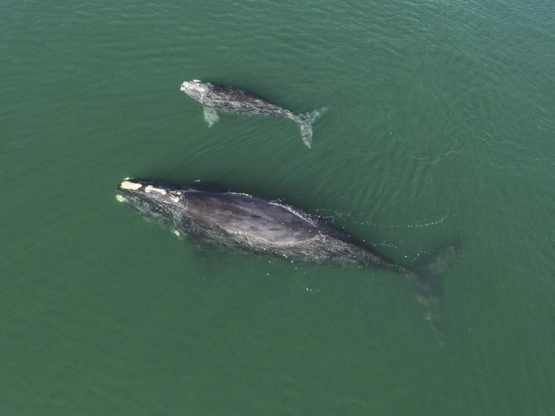 North Atlantic right Whale die
