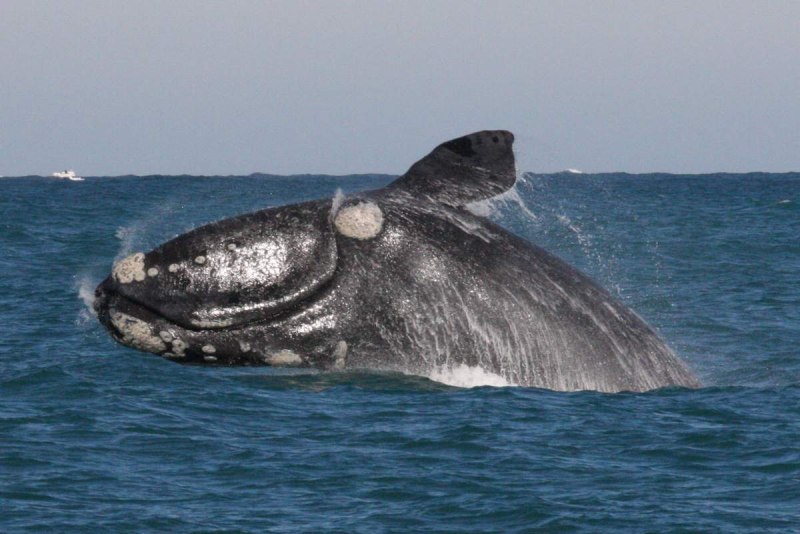 Японский кит Eubalaena glacialis japonica