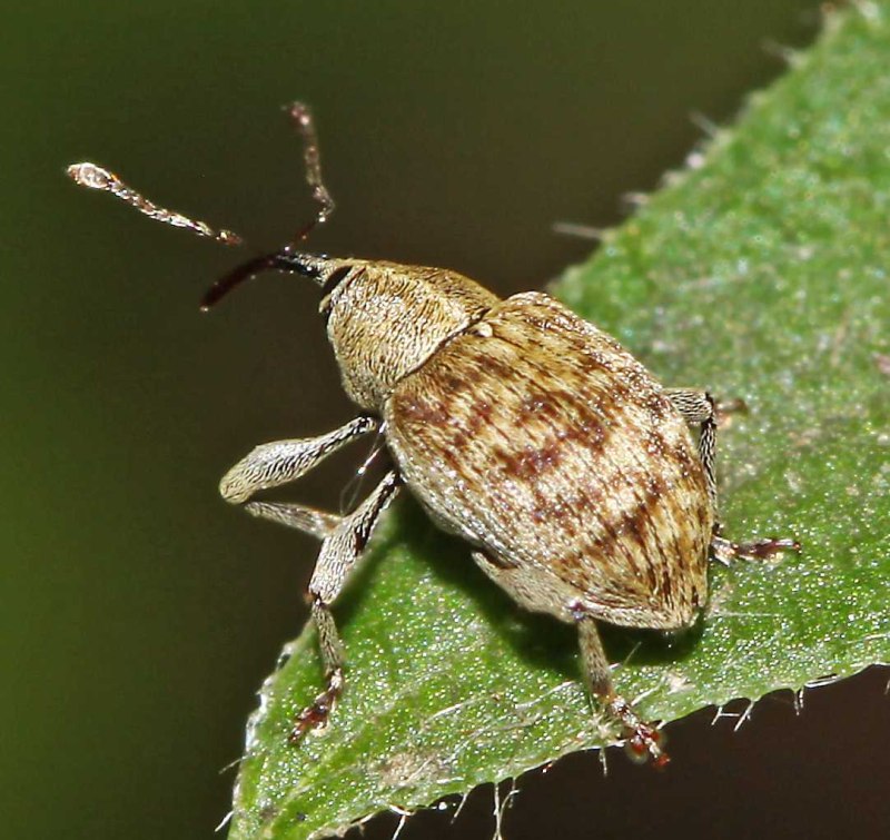 Долгоносики (Curculionidae)