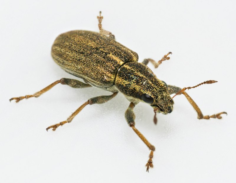 Sitona lineatus