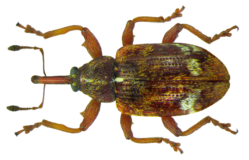Anthonomus signatus