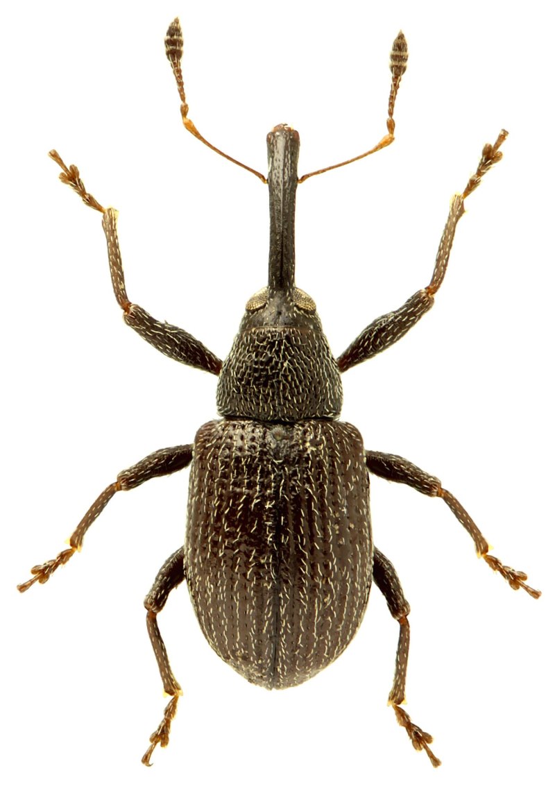 Долгоносики (Curculionidae)