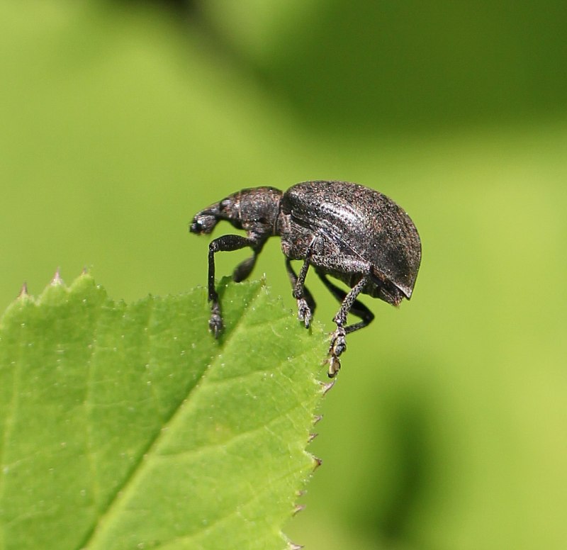 Долгоносик Liophloeus tessulatus
