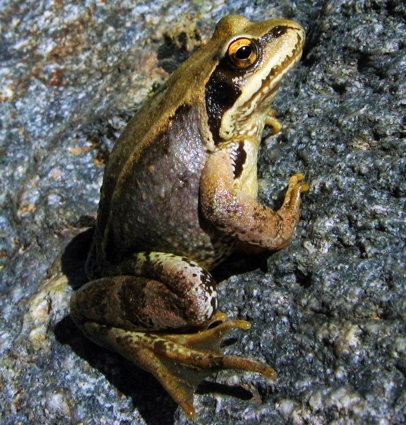 Лягушка Сибирская Rana аmurensis Boulenger,