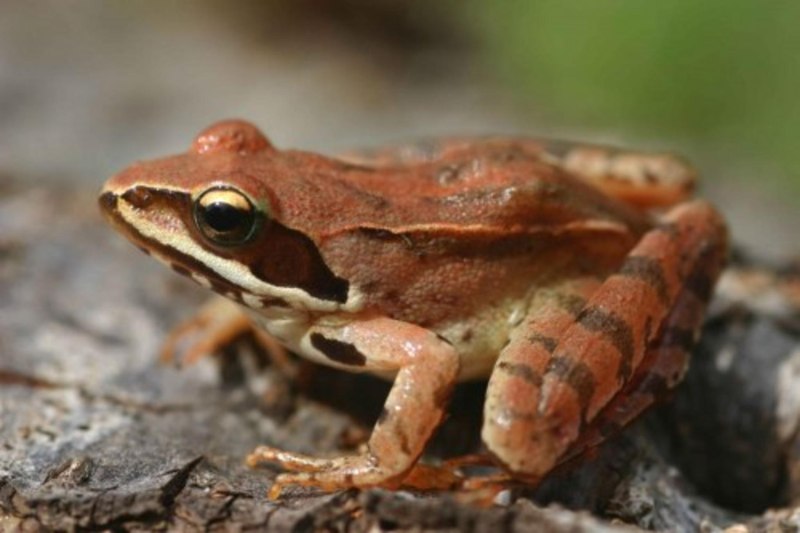 Rana Dalmatina