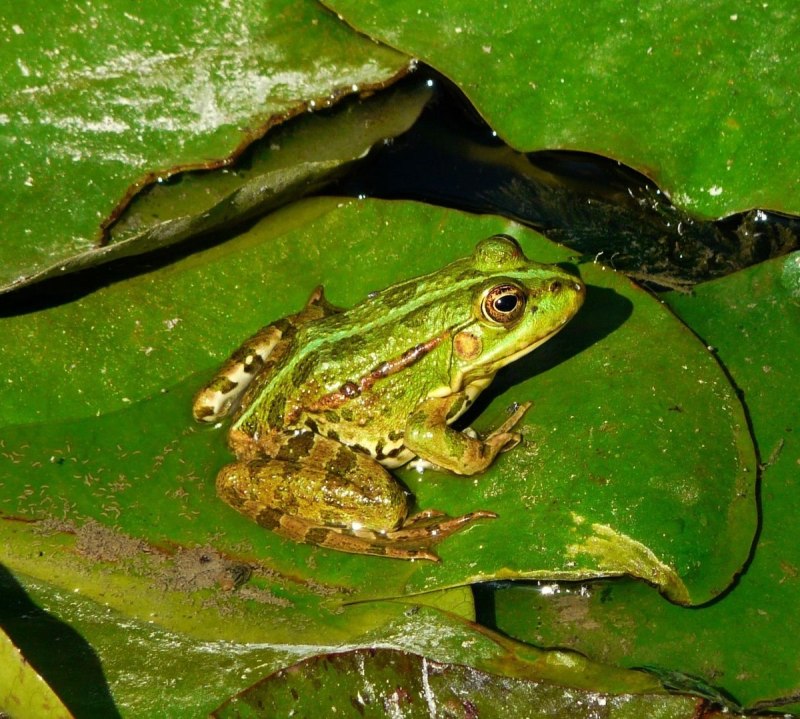 Pelophylax lessonae