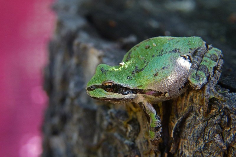 Green Bullfrog Green Bullfrog