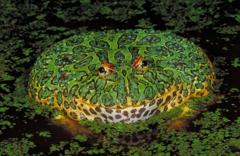 Ceratophrys Ornata