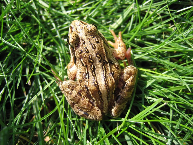 Прыткая лягушка, Rana Dalmatina