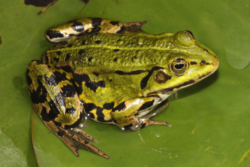 Съедобная лягушка Pelophylax esculentus