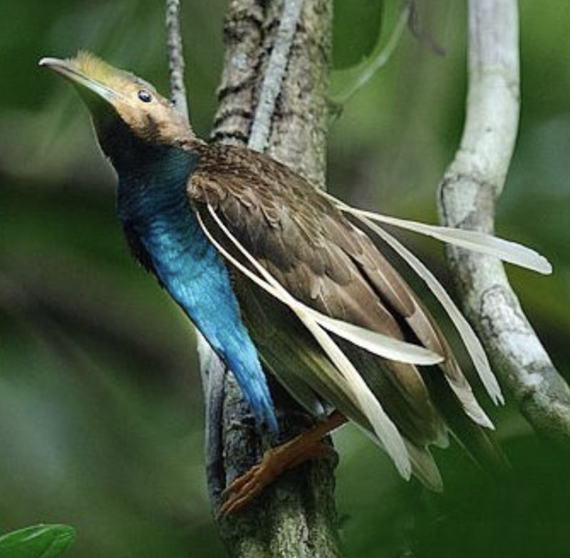 Semioptera wallacii