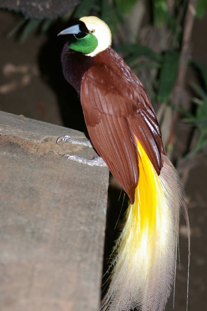 Paradisaea Guilielmi