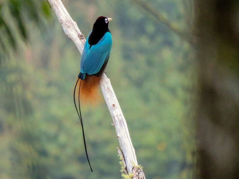 Paradisaea Rudolphi