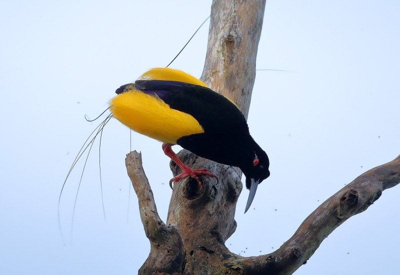 Seleucidis melanoleucus