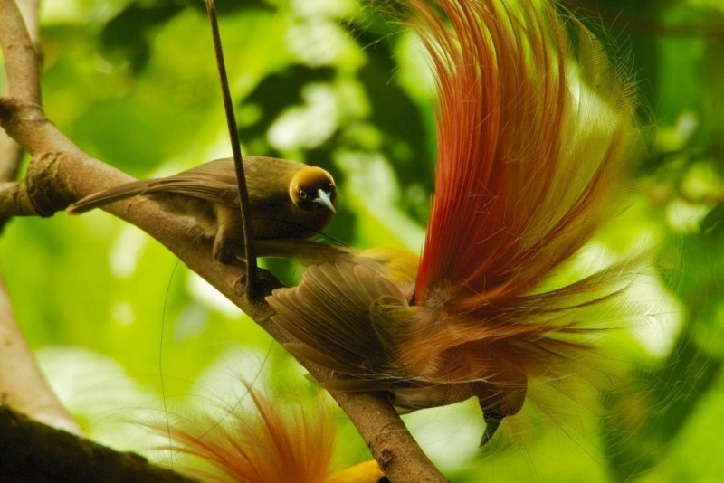 Красная Райская птица paradisaea rubra