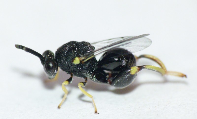 Brachymeria excarinata