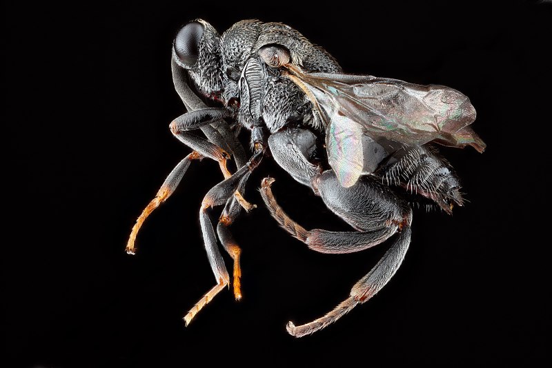 Chalcididae sсhizaspidia tenuiсornis