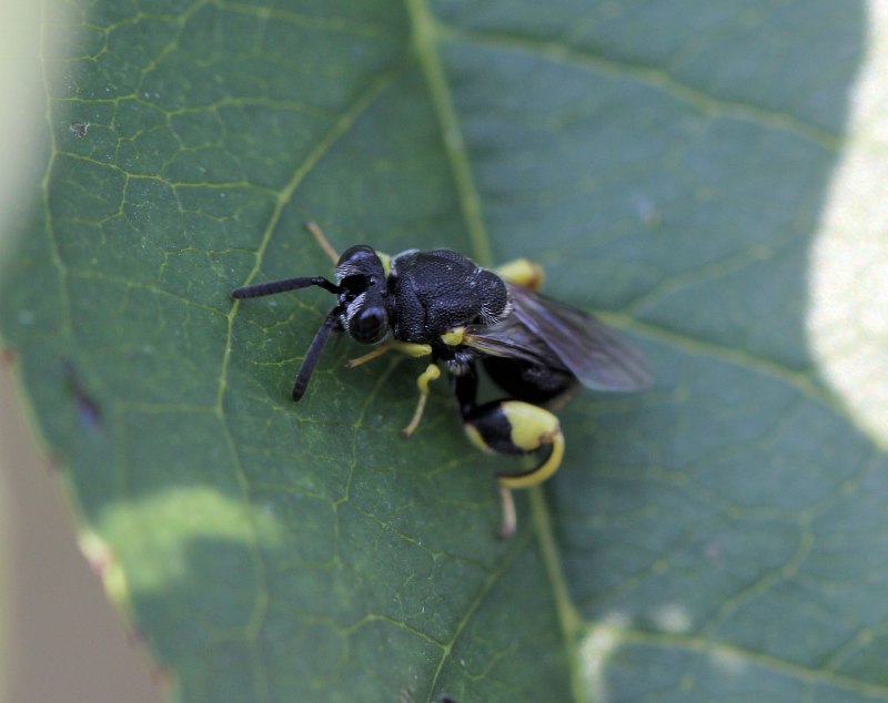 Brachymeria excarinata