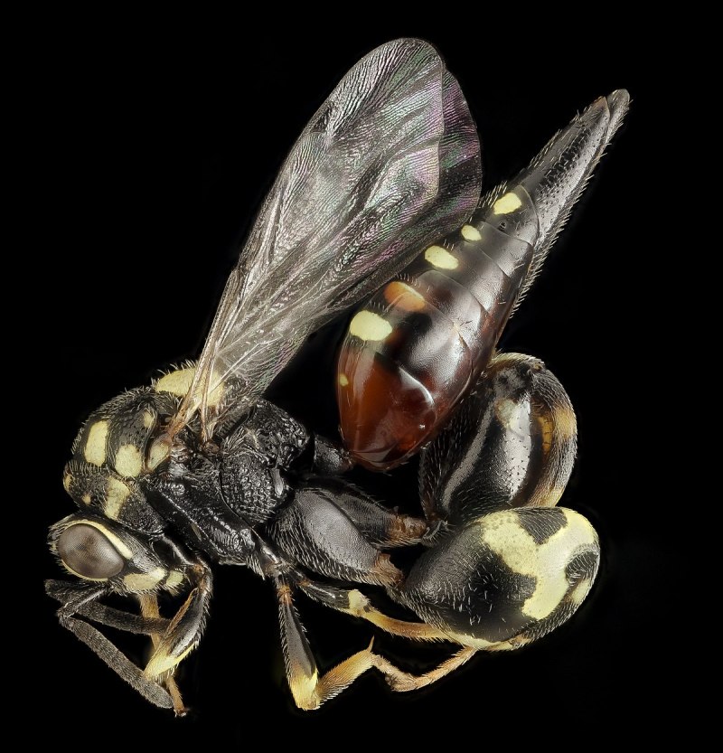 Chalcididae